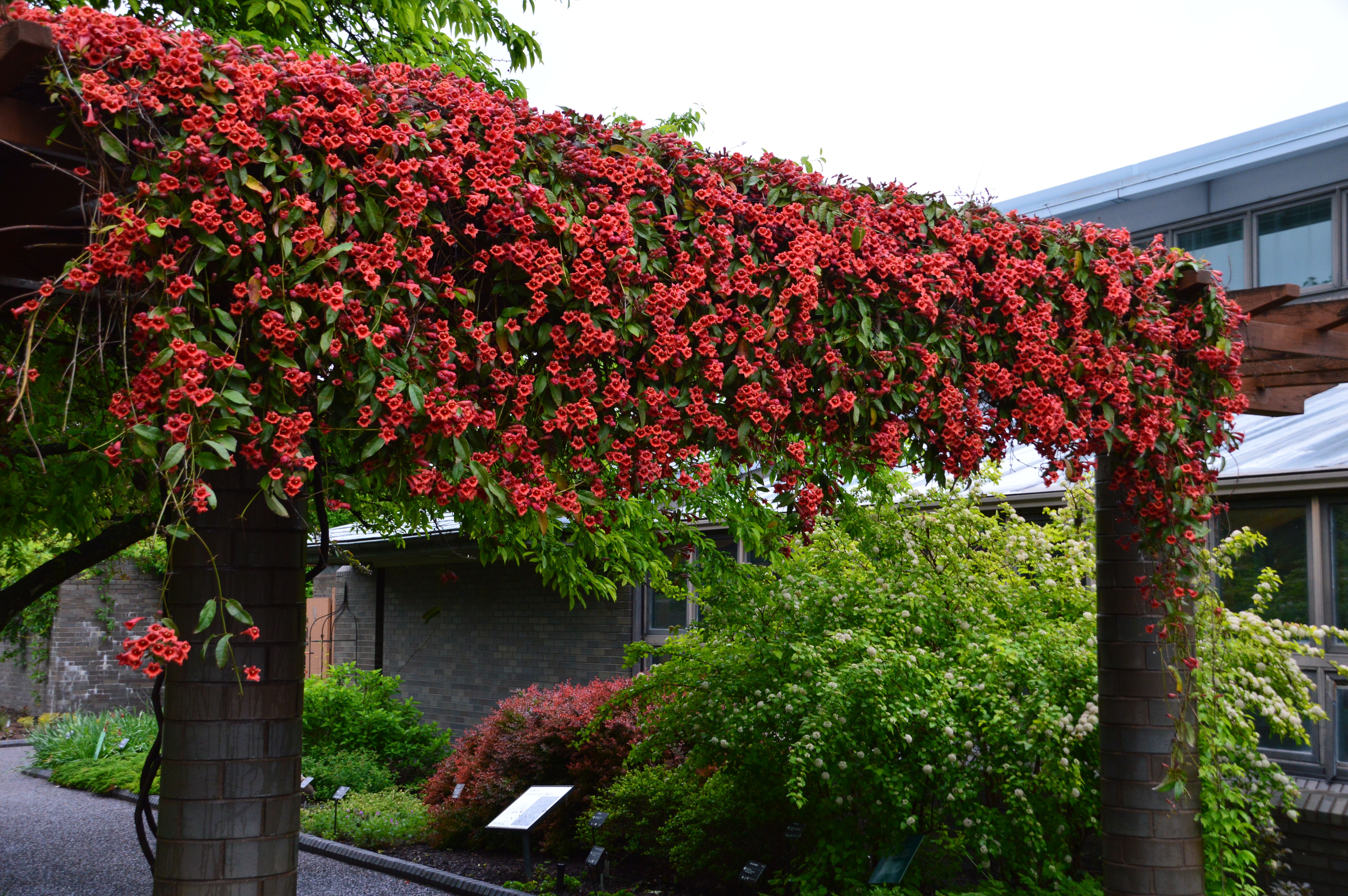 Ornamental Vines